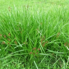 Cyperus lucidus at Brogo, NSW - 5 Feb 2016