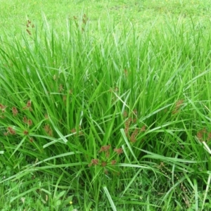 Cyperus lucidus at Brogo, NSW - 5 Feb 2016