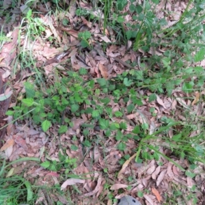 Rubus parvifolius at Brogo, NSW - 6 Feb 2016