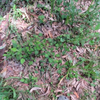 Rubus parvifolius (Native Raspberry) at Brogo, NSW - 6 Feb 2016 by CCPK