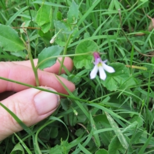 Lobelia purpurascens at Brogo, NSW - 6 Feb 2016