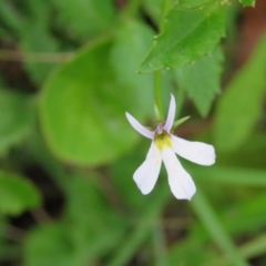 Lobelia purpurascens at Brogo, NSW - 6 Feb 2016 07:02 PM