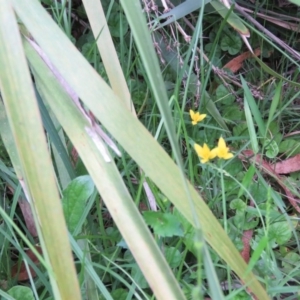 Hypoxis hygrometrica var. hygrometrica at Brogo, NSW - 6 Feb 2016