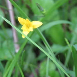 Hypoxis hygrometrica var. hygrometrica at Brogo, NSW - 6 Feb 2016