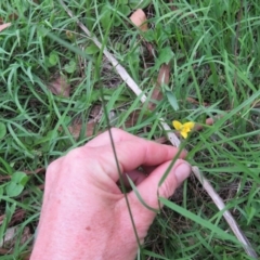 Hypoxis hygrometrica var. hygrometrica at Brogo, NSW - 6 Feb 2016