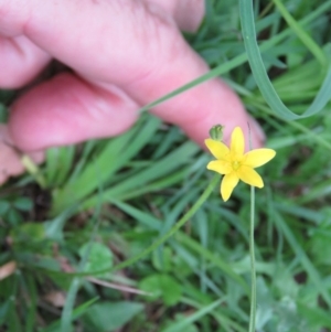 Hypoxis hygrometrica var. hygrometrica at Brogo, NSW - 6 Feb 2016 07:03 PM