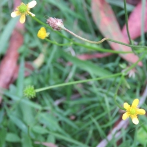 Ranunculus plebeius at Brogo, NSW - 6 Feb 2016 07:04 PM