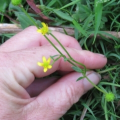 Ranunculus plebeius at Brogo, NSW - 6 Feb 2016