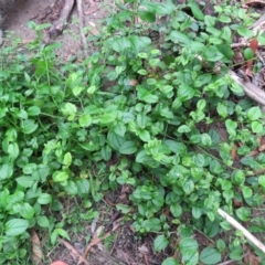 Austrocynoglossum latifolium at Brogo, NSW - 6 Feb 2016 07:06 PM