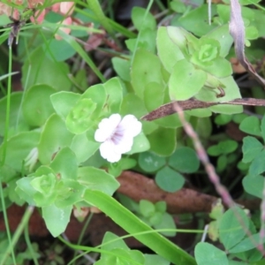 Gratiola peruviana at Brogo, NSW - 6 Feb 2016