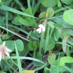 Pullenia gunnii (A Tick-Trefoil) at Brogo, NSW - 8 Feb 2016 by CCPK