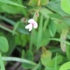 Pullenia gunnii at Brogo, NSW - 8 Feb 2016 10:39 AM