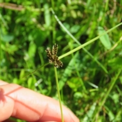 Cyperus sanguinolentus (A Sedge) at Brogo, NSW - 8 Feb 2016 by CCPK