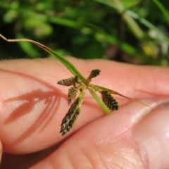 Cyperus sanguinolentus at Brogo, NSW - 8 Feb 2016 10:41 AM