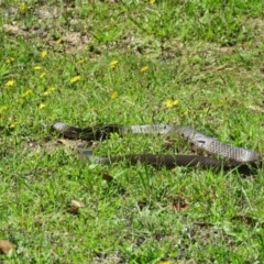 Pseudonaja textilis (Eastern Brown Snake) at Brogo, NSW - 7 Feb 2016 by CCPK