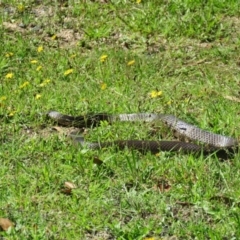 Pseudonaja textilis (Eastern Brown Snake) at Brogo, NSW - 8 Feb 2016 by CCPK