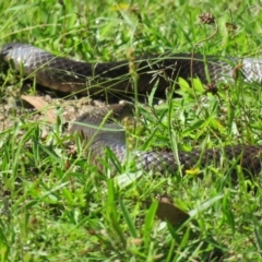 Pseudonaja textilis at Brogo, NSW - 8 Feb 2016