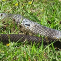 Pseudonaja textilis at Brogo, NSW - 8 Feb 2016 10:44 AM