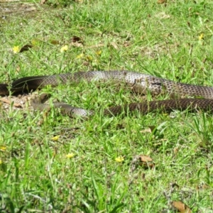 Pseudonaja textilis at Brogo, NSW - 8 Feb 2016 10:44 AM