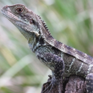 Intellagama lesueurii howittii at Brogo, NSW - 21 Feb 2016 06:11 PM