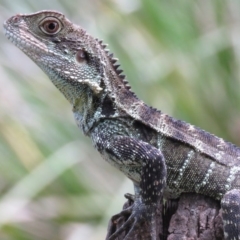 Intellagama lesueurii howittii (Gippsland Water Dragon) at Brogo, NSW - 21 Feb 2016 by CCPK