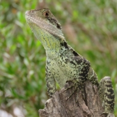 Intellagama lesueurii howittii at Brogo, NSW - 21 Feb 2016 06:11 PM