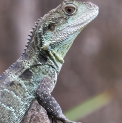 Intellagama lesueurii howittii at Brogo, NSW - 21 Feb 2016