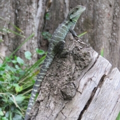 Intellagama lesueurii howittii at Brogo, NSW - 21 Feb 2016