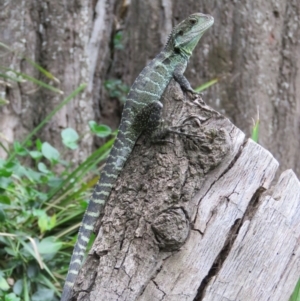 Intellagama lesueurii howittii at Brogo, NSW - 21 Feb 2016