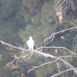 Haliaeetus leucogaster at Brogo, NSW - 10 Apr 2016