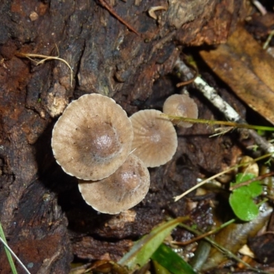 Unidentified at Brogo, NSW - 14 Jun 2016 by CCPK