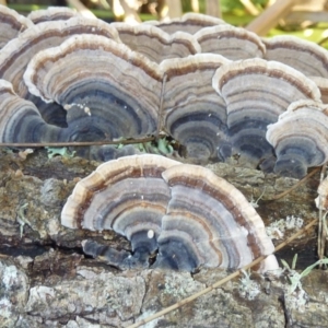 Trametes versicolor at Brogo, NSW - 14 Jun 2016 11:47 AM