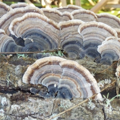 Trametes versicolor (Turkey Tail) at Brogo, NSW - 14 Jun 2016 by CCPK