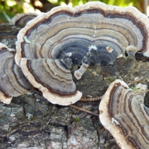 Trametes versicolor at Brogo, NSW - 14 Jun 2016