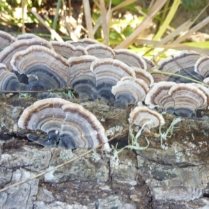 Trametes versicolor at Brogo, NSW - 14 Jun 2016 11:47 AM