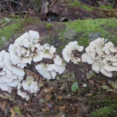 Unidentified at Central Tilba, NSW - 5 Aug 2016 by CCPK