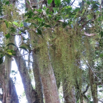 Usnea sp. (genus) (Bearded lichen) at Gulaga National Park - 5 Aug 2016 by CCPK