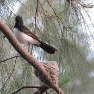 Rhipidura leucophrys at Brogo, NSW - 26 Oct 2016