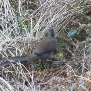 Menura novaehollandiae at Brogo, NSW - 3 Aug 2016