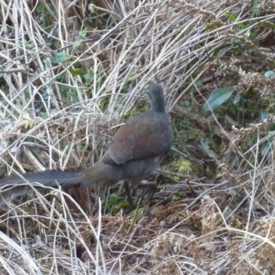 Menura novaehollandiae (Superb Lyrebird) at Brogo, NSW - 3 Aug 2016 by CCPK