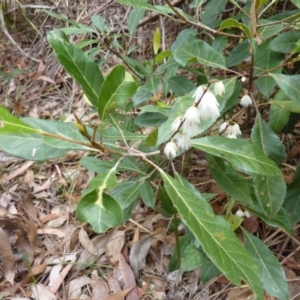 Elaeocarpus reticulatus at Bingie, NSW - 24 Nov 2016 11:54 AM