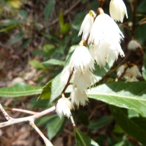 Elaeocarpus reticulatus at Bingie, NSW - 24 Nov 2016 11:54 AM