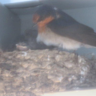 Hirundo neoxena (Welcome Swallow) at Brogo, NSW - 22 Nov 2016 by CCPK