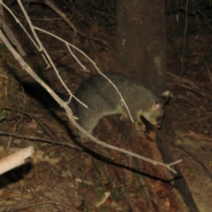 Trichosurus vulpecula at Brogo, NSW - 19 Nov 2015