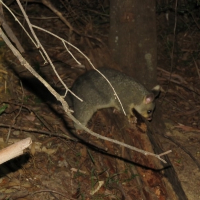 Trichosurus vulpecula (Common Brushtail Possum) at Brogo, NSW - 19 Nov 2015 by CCPK