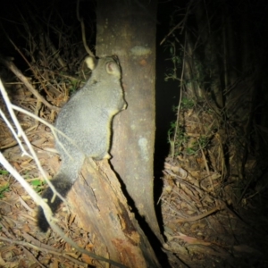 Trichosurus vulpecula at Brogo, NSW - 19 Nov 2015