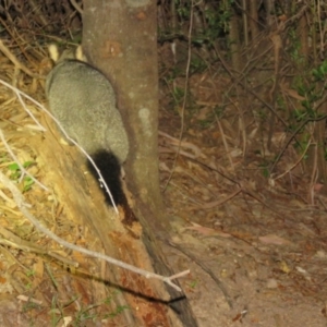 Trichosurus vulpecula at Brogo, NSW - 19 Nov 2015 10:08 PM