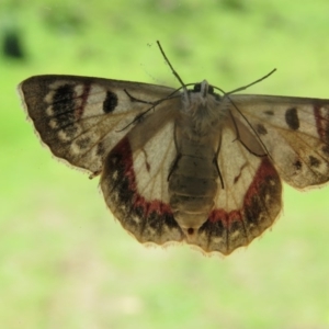 Crypsiphona ocultaria at Brogo, NSW - 25 Nov 2015 02:05 PM