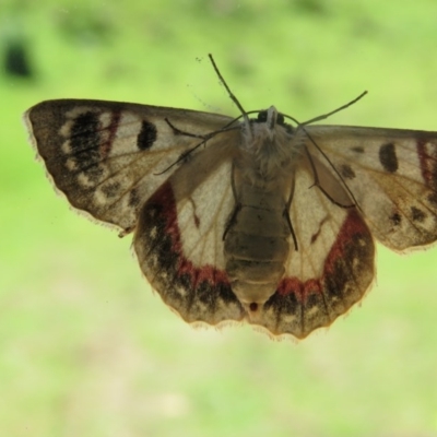 Crypsiphona ocultaria (Red-lined Looper Moth) at Brogo, NSW - 25 Nov 2015 by CCPK