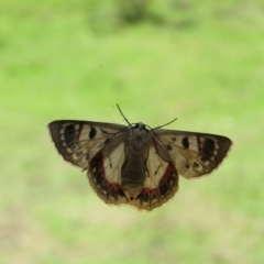 Crypsiphona ocultaria at Brogo, NSW - 25 Nov 2015 02:05 PM